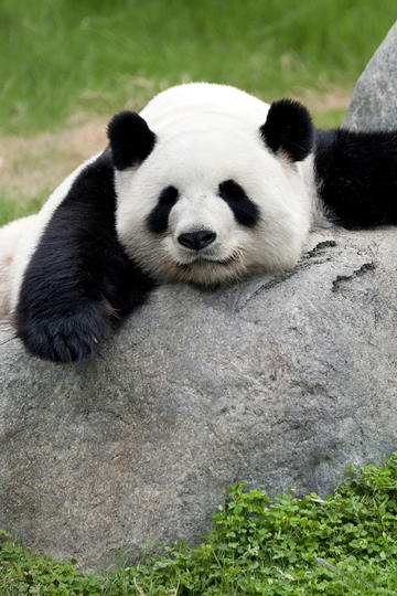 晁盖若有儿子，宋江会在晁盖死的那晚如何抉择？
